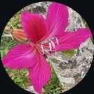 寧波neha美和miwa