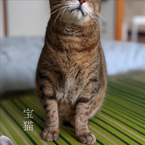宝猫