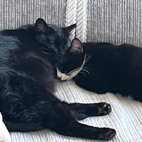 まさかの猫保護 うちやま