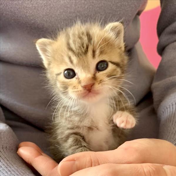 プロテクトあにまる