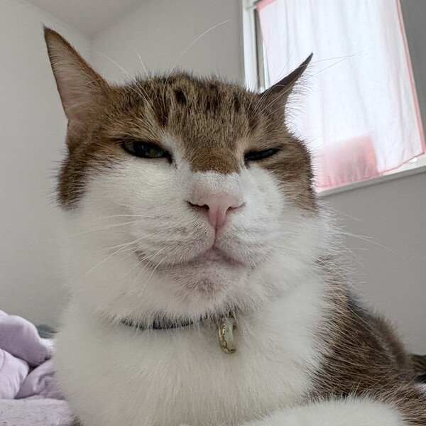 猫預かりボランティア