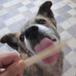 YCDなんくる倶楽部